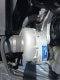 2025 Ford Mustang GT Premium Supercharged